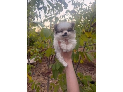 50 günlük ayı surat orijinal pomeranian boo