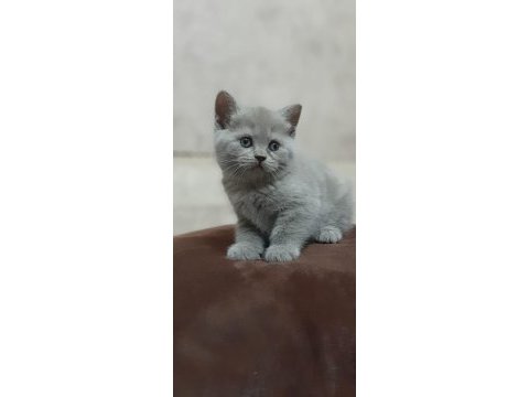 Rezerve ye açık yavrular british shorthair