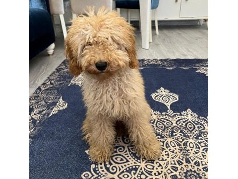 6 aylık toy poodle
