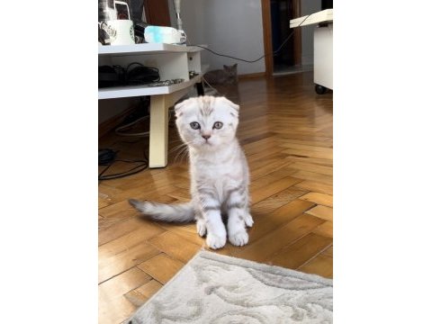 Silver ve cinnamon scottish fold yavrular