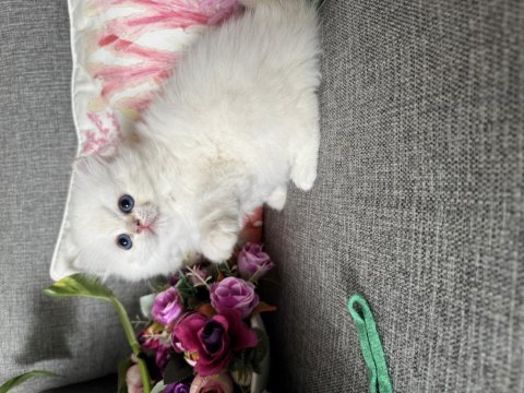 Efsane güzellikte british longhair bebekler