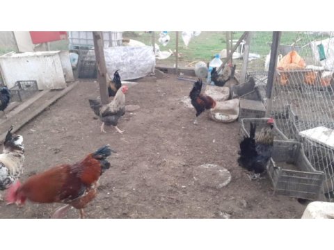 Ördek tavuk ve horoz