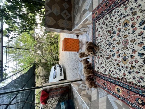 Toy poodle ve maltipoo bebekler