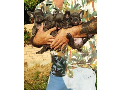 Teslime hazır harika yavrular french bulldog