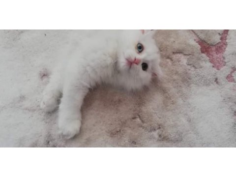Beyaz melekler scottish fold longhair 4 yavru mevcut