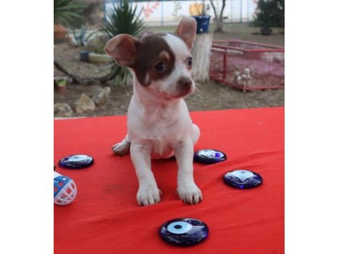 Chihuahua erkek yavru teacup marjinal renk