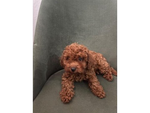 Minik kore poodle