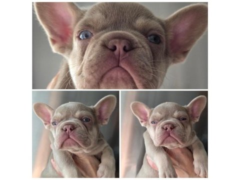 New shade isabella and tan dişi french bulldog yavrular