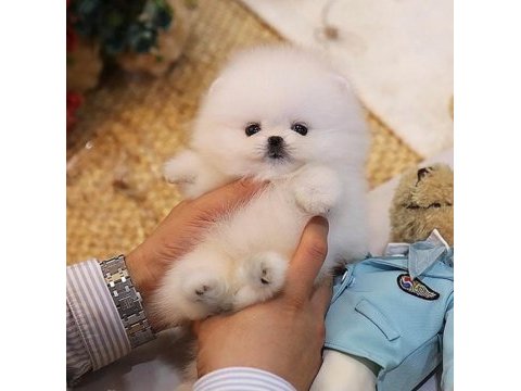 Kar beyazı pomeranian bebeklerimiz sizlerle