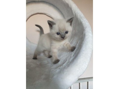 Safkan blue point british shorthair yavrular