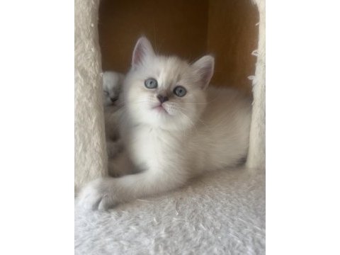 Scottish fold ve straight yavrularım