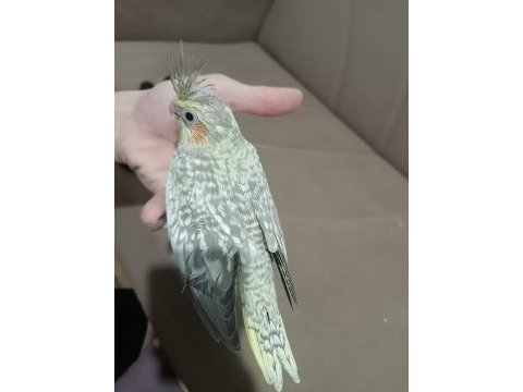 Daha yeni doğmuş sultan papağanı yavruları 4 yavru