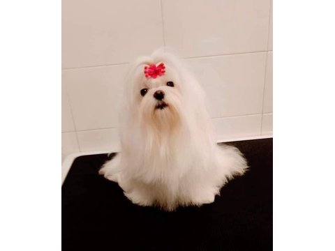 Avrupa girişli yavru köpeklerimiz