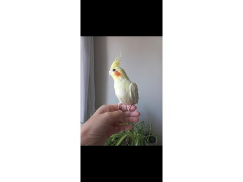 Full ele alışık kaçmaz ısırmaz erkek sultan yavrusu