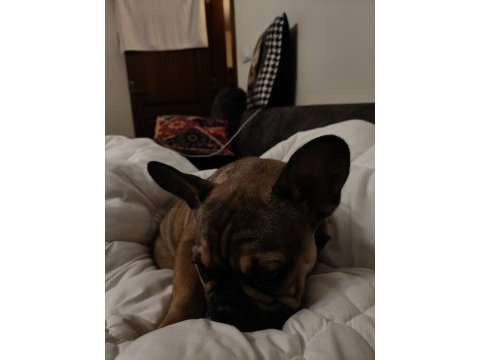 Daha 3 aylık çok tatlı çok sevimli ve uysal french bulldog