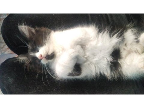 Ücretsiz british longhair sahiplendirme