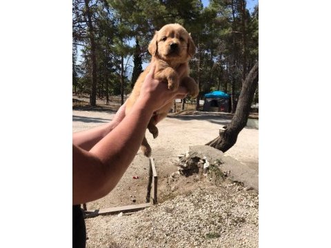 Baby face golden retriever yavruları