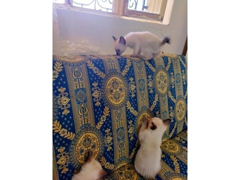 Siyam kedisi