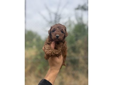 Kore toy poodle