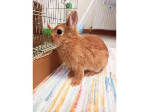 Hollanda cüce tavşan erkek erişkin 1 yaş 1500 g
