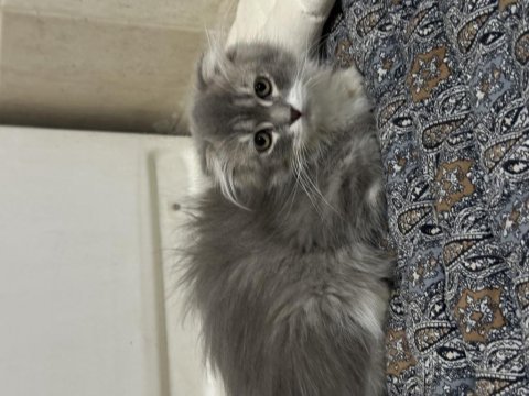 Scottish fold longhair yavru