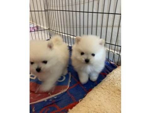 Orjinal pomeranian