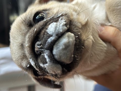 Safkan orijinal yavru pug son yavru