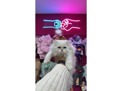 British longhair tüy yumakları yeni ailesini arıyor