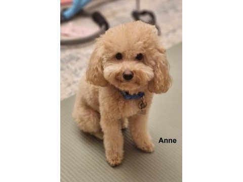 Biz çok tatlı 3 poodle kardeşiz