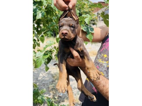 Kaliteli doberman yavrular