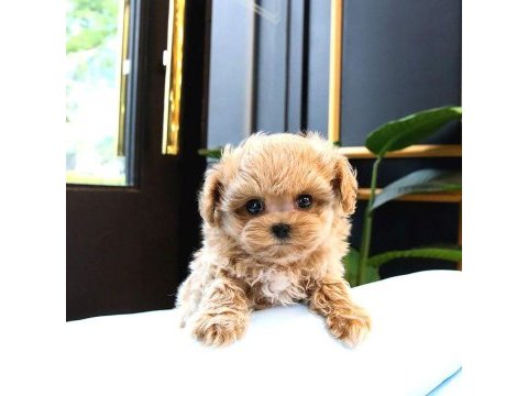 Malti̇poo teacup tatli yavrularimiz kore