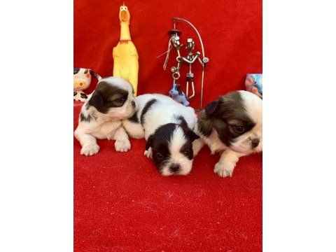 Shih tzu şitsu
