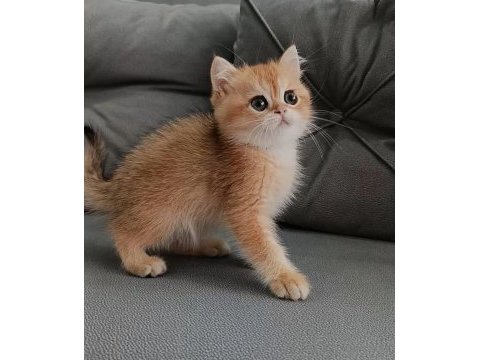 Golden british shorthair kedisi