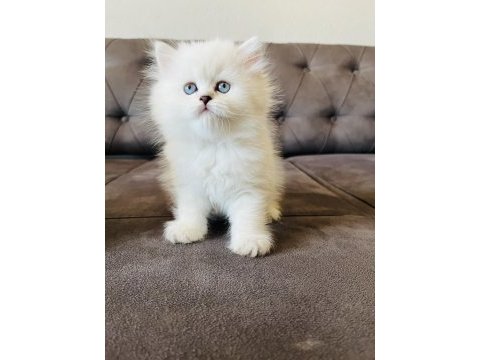 Kral walterin yakışıklı british longhair prensleri
