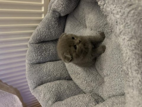 2 aylık scottish fold yavrumuz