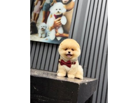 Ayıcık surat dişi pomeranian boo