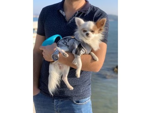 Oğluşuma gelin adayı arıyorum chihuahua