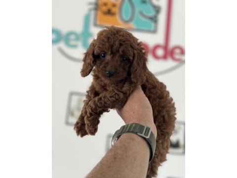 Petmode köpek çiftlğinde ziyarete açık kore toy poodle