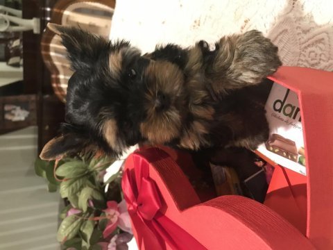 0 numara yorkshire terrier yavrularımız