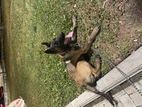 4 aylık malinois belçika kurdu