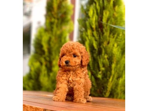 Red toy poodle yavrular