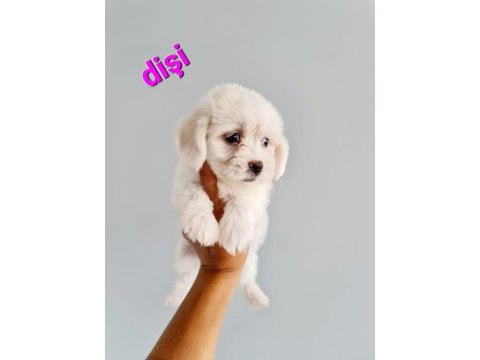 2 aylık dişi erkek yavru köpekler