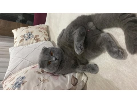 Scottish fold kısır tüm aşıları tam ücretsiz