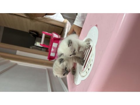 İstanbul beylikdüzü 2 aylık scottish fold yavrularımız