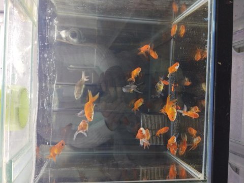 Boy boy oranda japon balığı