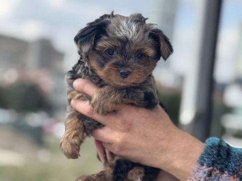 Petmode köpek çiftliğinde ziyarete açık morkie
