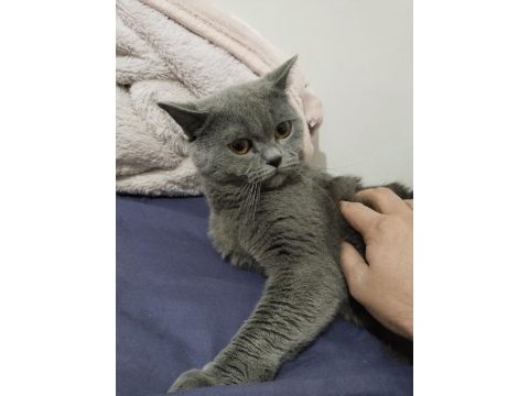 Erkek british shorthair kısırlaştırılmadı 1 yaşında