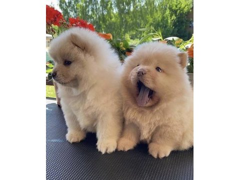 Çin aslanı chow chow yavrularımız