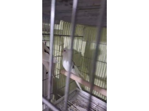Bir çift iskender papağanı satılık acil