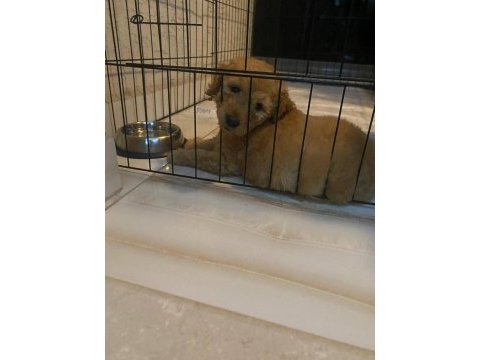 4 aylık toy poodle safkan bakımlı aşıları tam